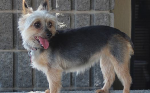 可爱小狗幼崽图片