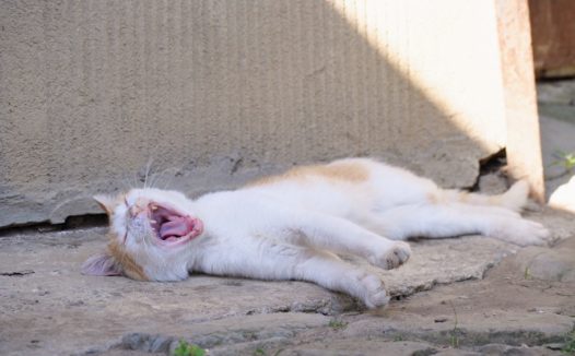 小猫咪睡觉图片