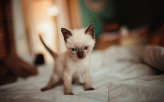 白色暹罗小猫图片