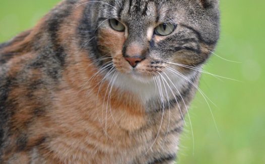 户外玩耍的野生小猫咪图片