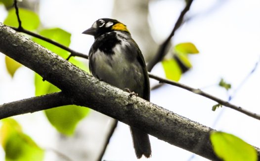 树枝上白耳麻雀图片