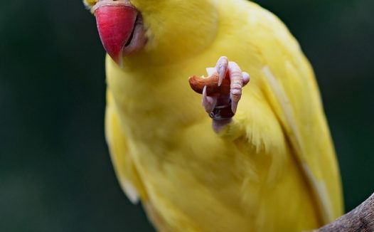 站在树枝上的黄色鹦鹉图片