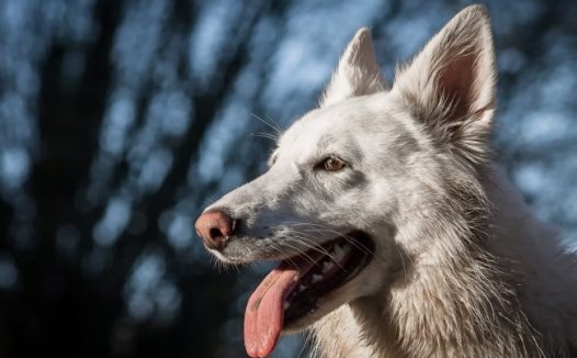 帅气白色狗狗图片