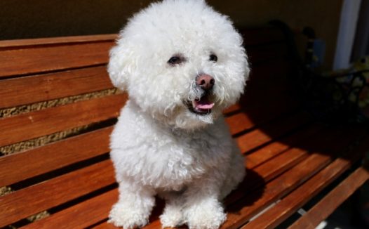 可爱呆萌宠物狗图片