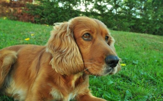 纯种美国可卡犬图片