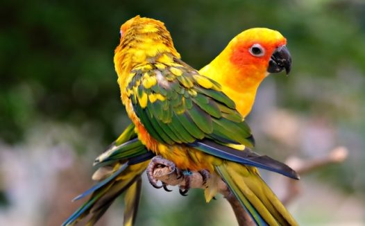 两只彩虹鹦鹉摄影图片
