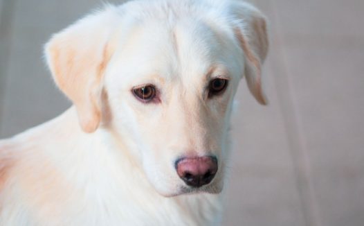 奶白色拉布拉多图片