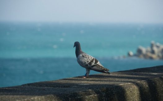 海边鸽子图片