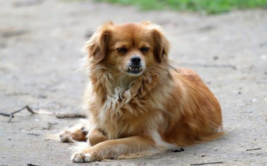 趴在地面上的可爱小猎犬摄影图片