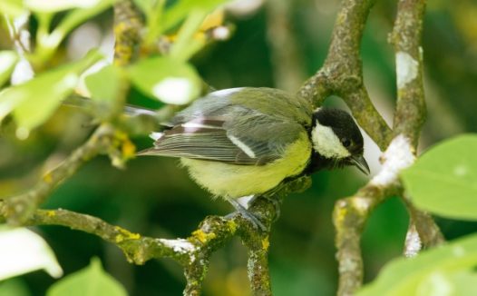 树枝上一只黄色山雀鸟图片