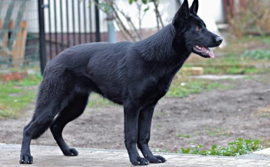 德国牧羊犬高清图片