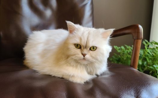 可爱白色宠物猫咪图片