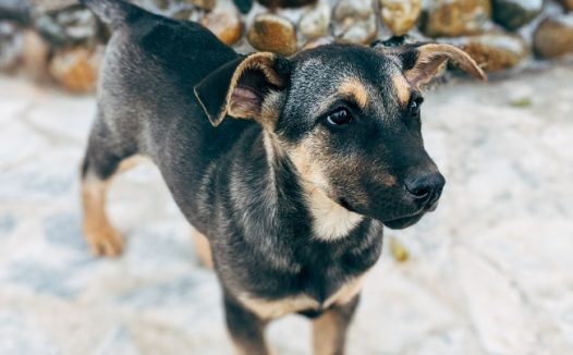 黑色秋田犬图片