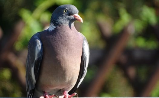 高清灰鸽子摄影图片