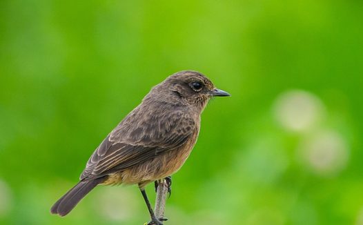 站在树枝上的野生飞禽图片
