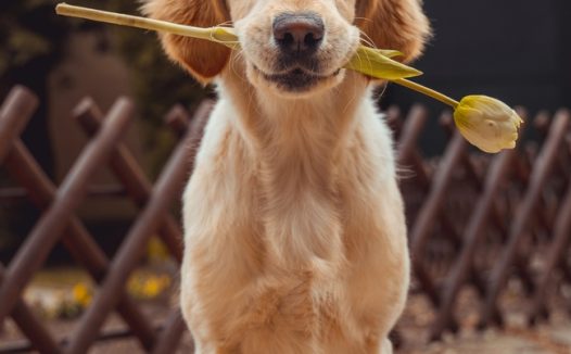 叼着一枝花的拉布拉多犬摄影图片