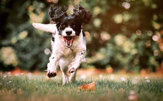 小狗草地奔跑图片
