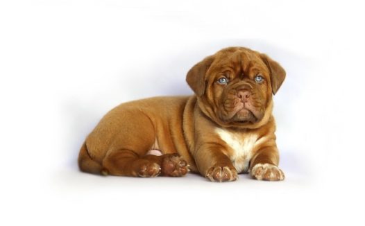 可爱斗牛犬图片