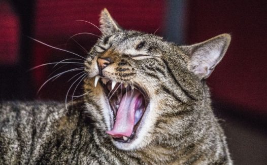 萌宠猫咪素材图片