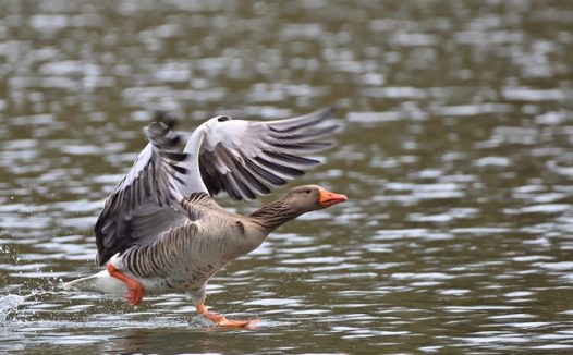 水平面低飞的灰雁图片