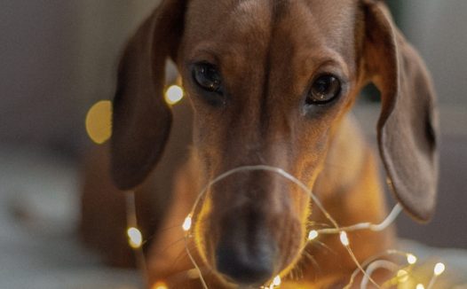 床上可爱萌犬写真摄影图片