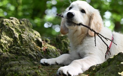 叼着树枝的白色金毛犬图片