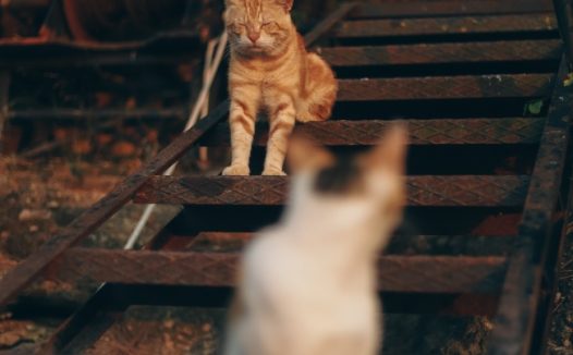 两只慵懒小猫图片