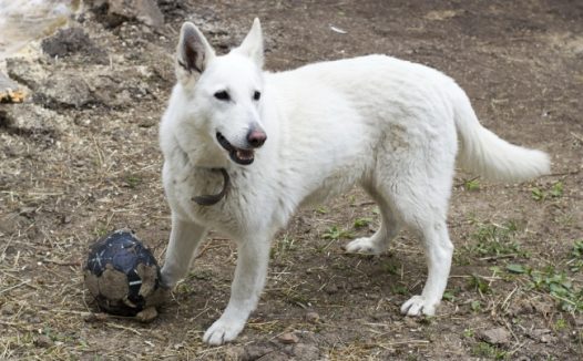 可爱白色狗狗图片