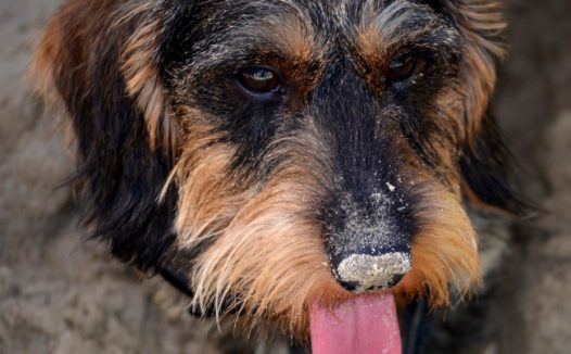 可爱宠物狗头部特写图片