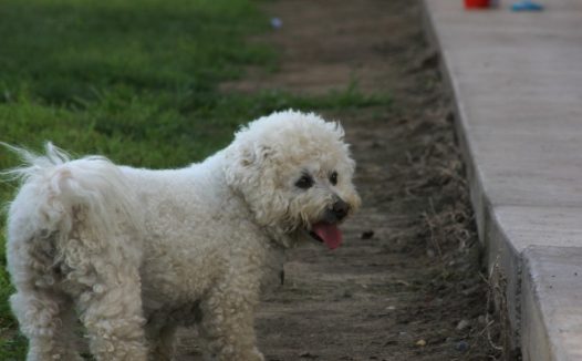 迷你比熊犬图片