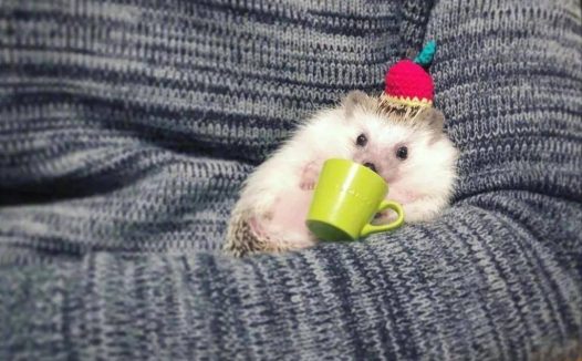 一组超甜超萌的小刺猬