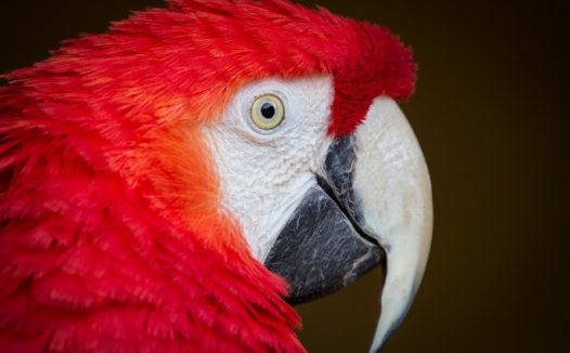红色鹦鹉头部特写图片
