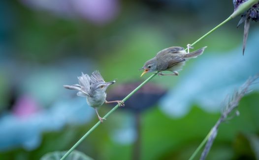 两只灰喉鸦雀摄影图片