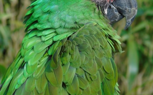 绿色金刚鹦鹉图片
