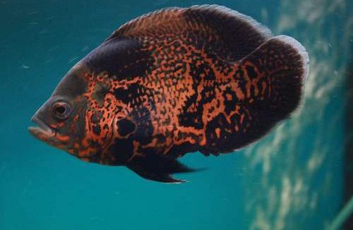 地图鱼蒙眼病怎么治疗