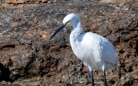 站在岸边礁石上的白鹭图片