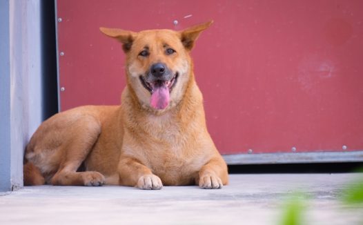 趴在地上的柴犬狗狗图片