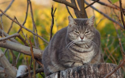 睡眼惺忪的小猫图片