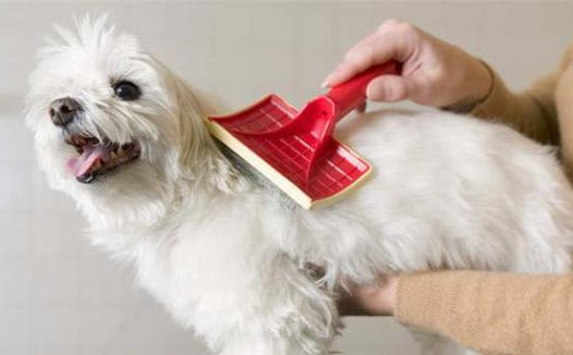 怎么预防狗狗生病