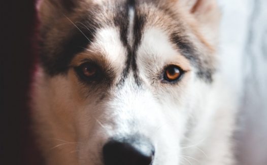 帅气哈士奇雪橇犬图片