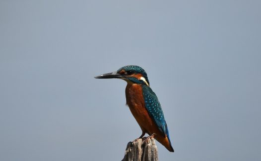 高清翠鸟摄影图片