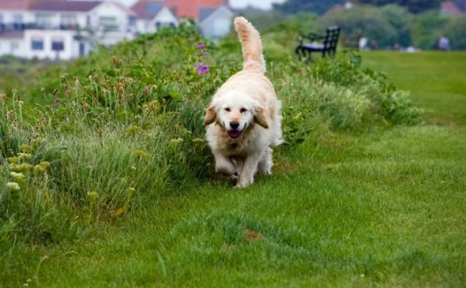 纯种金毛犬英系图片
