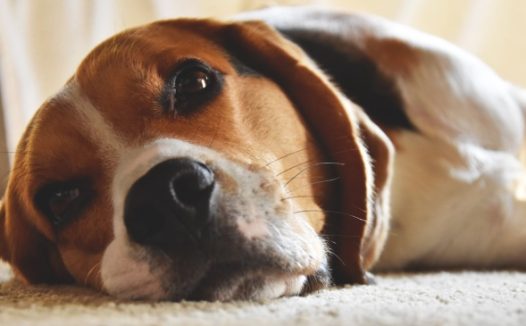 慵懒的拉布拉多犬图片