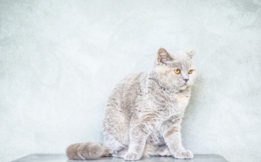 忧郁的灰色猫咪图片