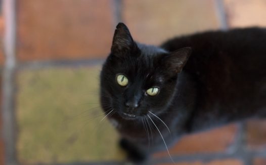 纯黑猫高清图片