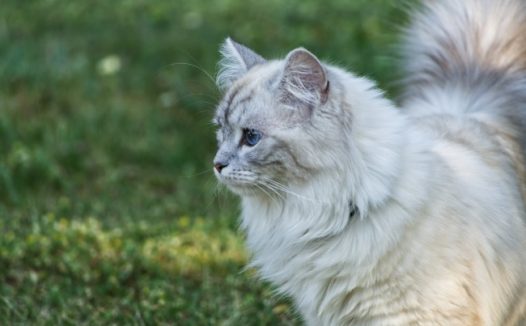 白色基蒂猫可爱图片