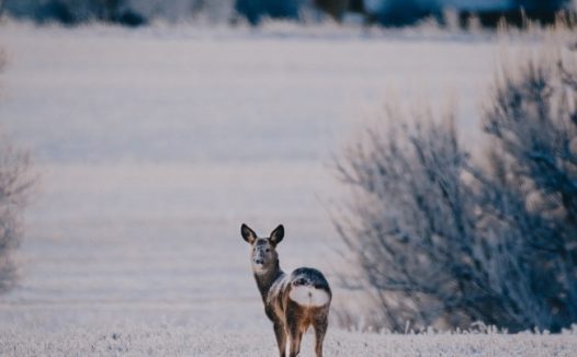 冬季雪草地小狗图片