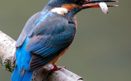 蓝色翠鸟站在树枝上图片