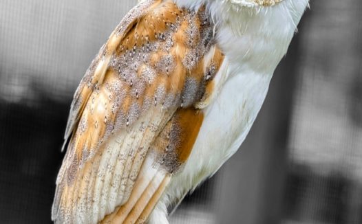 野生仓枭摄影图片