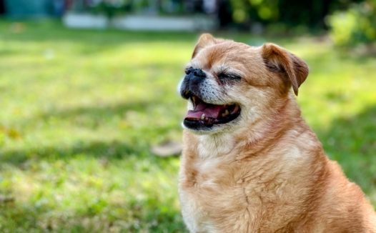 蹲坐在绿色草地上的呆萌狗狗图片